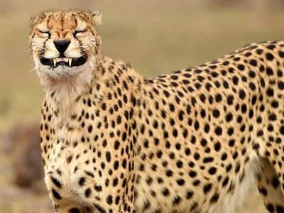 لبخند یک یوز جلوی دوربین عکاس حیات وحش +عکس