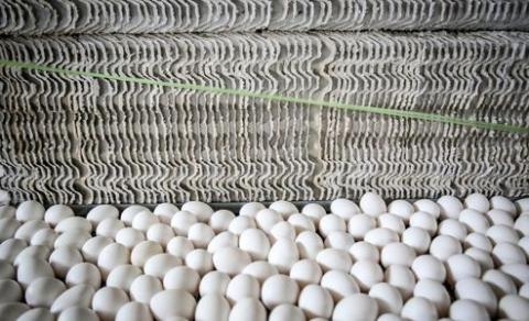 ردپای رانت‌خواران در واردات تخم مرغ