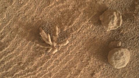 تصویر یک گل در سطح مریخ
