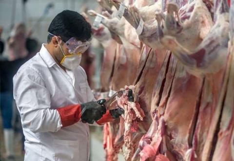 صادرات دام با هدف کاهش قیمت گوشت ممنوع!