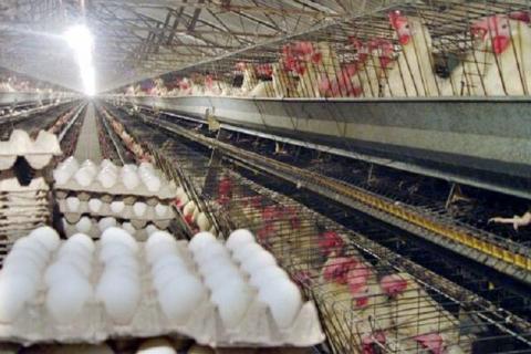 عرضه تخم مرغ پایین‌تر از نرخ مصوب؟