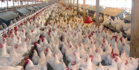 زیان 2 هزار میلیارد تومانی صنعت مرغ گوشتی
