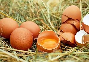 قیمت تخم مرغ در بازار همچنان نامعلوم!