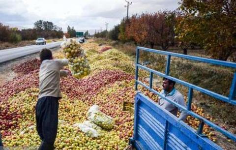 چرا تجارت سیب ایران نابود شد؟