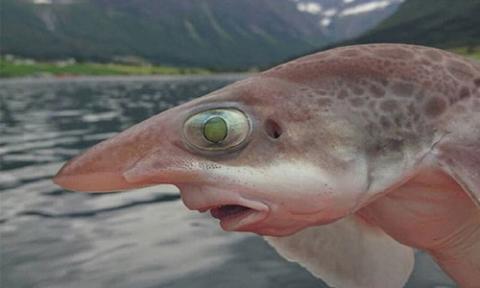 ماهی عجیب با چهره ای کاریکاتوری+عکس
