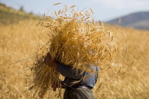 نرخ گندم تصویب شد