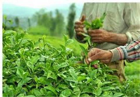 مساحت دقیق باغات چای کشور مشخص شد