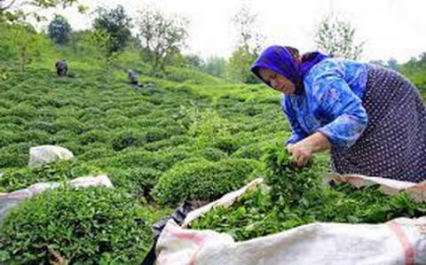 پرداخت باقیمانده مطالبات چایکاران