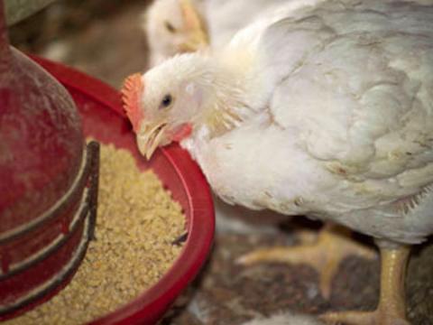 احتمال افزایش قیمت مرغ در شب یلدا