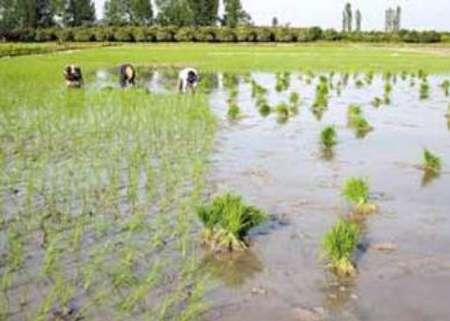 کاهش عوارض گمرکی واردات برنج هندی