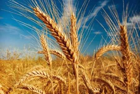 صدور مجوز صادرات 3میلیون تن آرد گندم