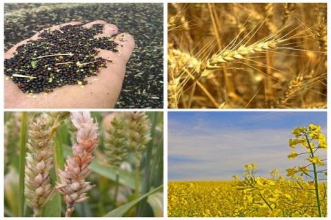 ذخایر گندم ایران ۱۰ میلیون تن شد