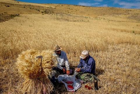 گندم ایران به ایتالیا برای نخستین بار صادر شد